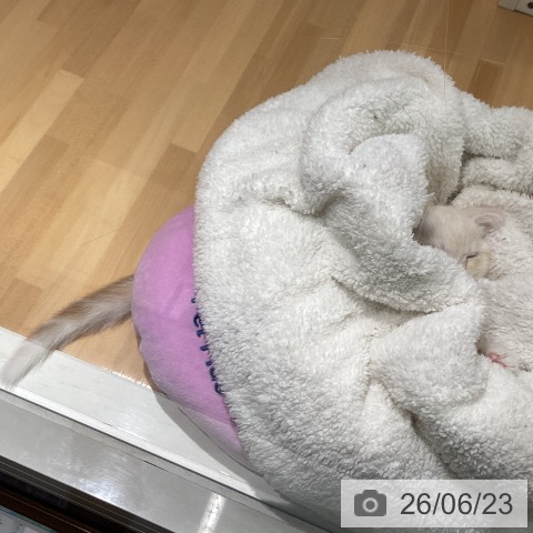 スコティッシュフォールドの写真