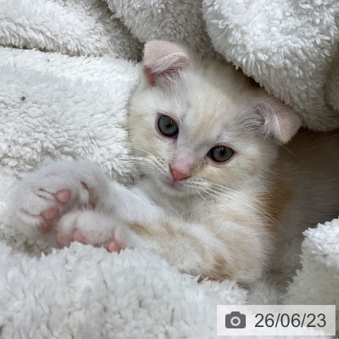 スコティッシュフォールドの写真
