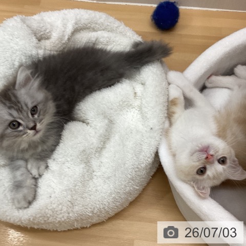 石川県のスコティッシュフォールド (ペットプラス 新小松店/2026年4月20日生まれ/男の子/レッドタビーホワイト)の子猫の3枚目の画像