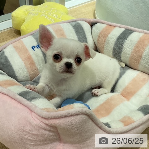 チワワの写真
