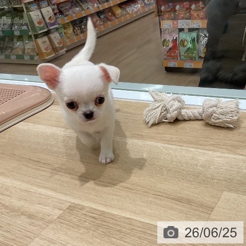 チワワの写真