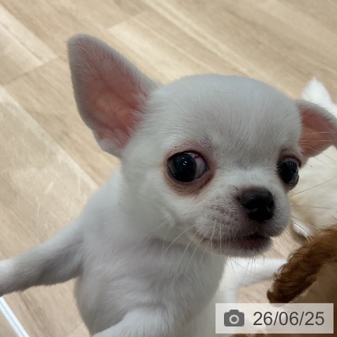 チワワの写真