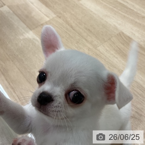 チワワの写真