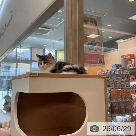 福岡県のノルウェージャンフォレストキャット (ペットプラス ららぽーと福岡店/2026年4月18日生まれ/女の子/ブルーパッチドタビーホワイト)の子猫の4枚目の画像