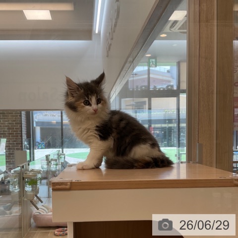 福岡県のノルウェージャンフォレストキャット (ペットプラス ららぽーと福岡店/2026年4月18日生まれ/女の子/ブルーパッチドタビーホワイト)の子猫の3枚目の画像