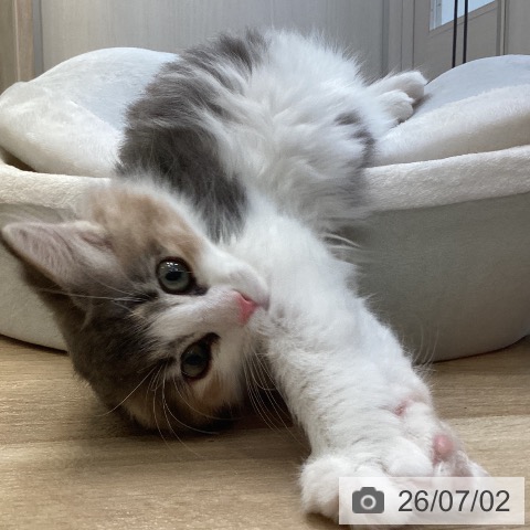 福岡県のノルウェージャンフォレストキャット (ペットプラス ららぽーと福岡店/2026年4月18日生まれ/女の子/ブルーパッチドタビーホワイト)の子猫の3枚目の画像