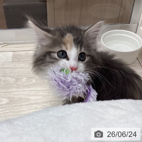 愛知県のノルウェージャンフォレストキャット (ペットプラス イオンモール長久手店/2026年4月18日生まれ/女の子/ブルーパッチドタビーホワイト)の子猫の4枚目の画像