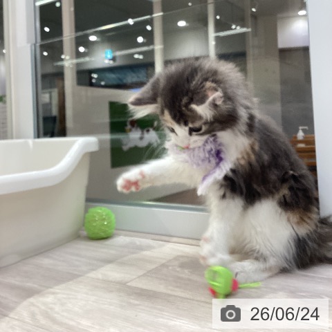 愛知県のノルウェージャンフォレストキャット (ペットプラス イオンモール長久手店/2026年4月18日生まれ/女の子/ブルーパッチドタビーホワイト)の子猫の3枚目の画像