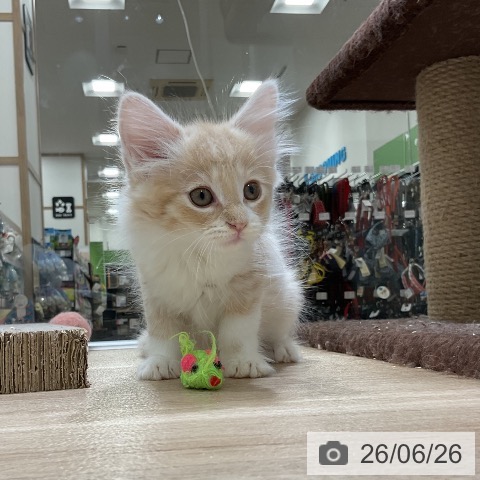福岡県のノルウェージャンフォレストキャット (ペットプラス 香椎浜店/2026年4月24日生まれ/男の子/クリームタビーホワイト)の子猫の4枚目の画像