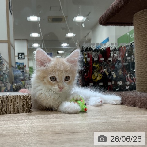 福岡県のノルウェージャンフォレストキャット (ペットプラス 香椎浜店/2026年4月24日生まれ/男の子/クリームタビーホワイト)の子猫の3枚目の画像