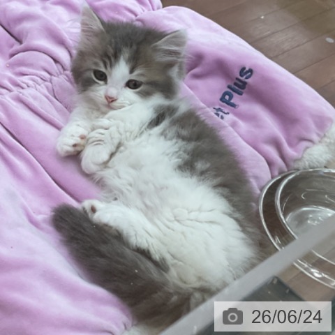 ミヌエットの写真