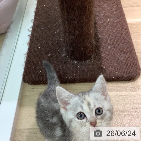 ミヌエットの写真