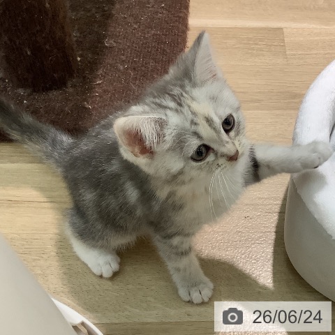 宮崎県のミヌエット (ペットプラス 宮崎店/2026年4月21日生まれ/女の子/ブルーパッチドタビー)の子猫の3枚目の画像