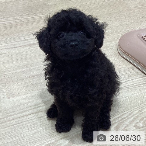 愛知県のトイプードル(トイ) (ペットプラス イオンモール長久手店/2026年4月24日生まれ/男の子/ブラック)の子犬の3枚目の画像