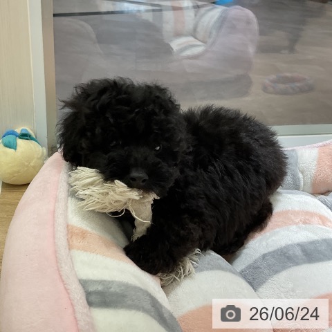 愛知県のトイプードル(トイ) (ペットプラス イオンモール豊川店/2026年4月24日生まれ/男の子/ブラック)の子犬の4枚目の画像