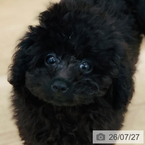 岐阜県のトイプードル(トイ) (ペットプラス 光ケ丘店/2026年4月24日生まれ/男の子/ブラック)の子犬の4枚目の画像