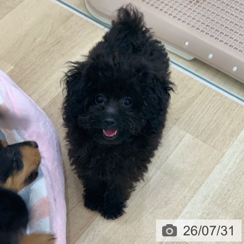 岐阜県のトイプードル(トイ) (ペットプラス 光ケ丘店/2026年4月24日生まれ/男の子/ブラック)の子犬の4枚目の画像