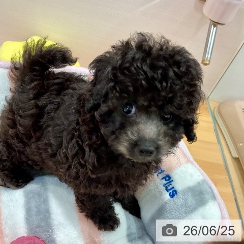 愛知県のトイプードル(トイ) (ペットプラス 名古屋茶屋店/2026年4月24日生まれ/男の子/シルバー)の子犬の3枚目の画像