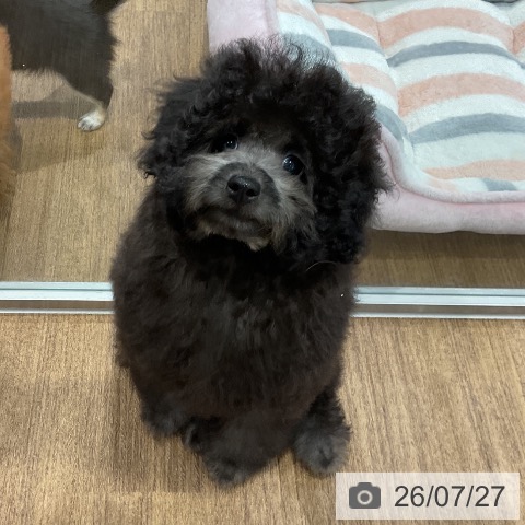 愛知県のトイプードル(トイ) (ペッツワン 東海店/2026年4月24日生まれ/男の子/シルバー)の子犬の4枚目の画像