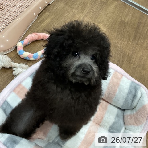 愛知県のトイプードル(トイ) (ペッツワン 東海店/2026年4月24日生まれ/男の子/シルバー)の子犬の3枚目の画像