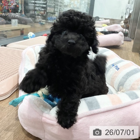 愛知県のトイプードル(トイ) (ペッツワン 東海店/2026年4月24日生まれ/女の子/ブラック)の子犬の4枚目の画像