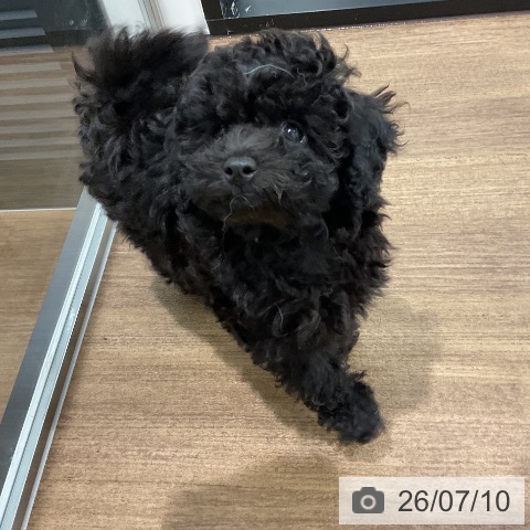愛知県のトイプードル(トイ) (ペッツワン 東海店/2026年4月24日生まれ/女の子/ブラック)の子犬の4枚目の画像
