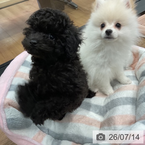 愛知県のトイプードル(トイ) (ペッツワン 東海店/2026年4月24日生まれ/女の子/ブラック)の子犬の3枚目の画像
