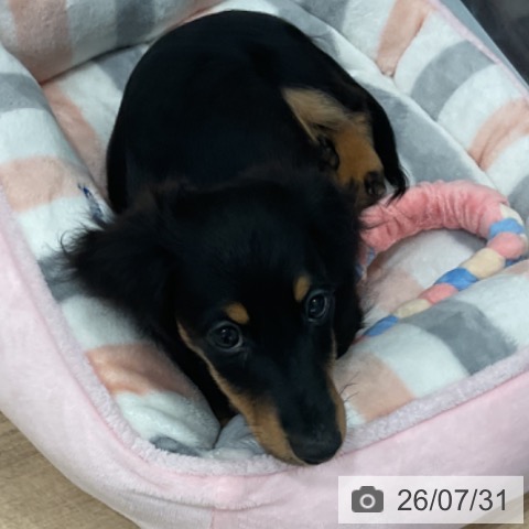 ミニチュア・ダックスフンドの写真