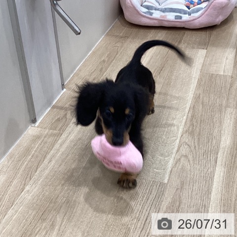 ミニチュア・ダックスフンドの写真