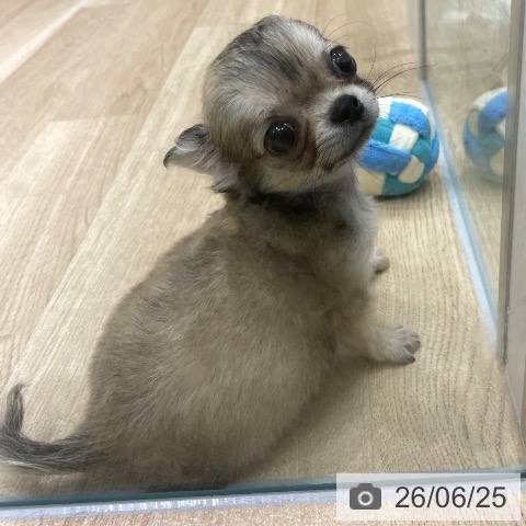 愛知県のチワワ(ロング) (ペットプラス 則武新町店/2026年4月14日生まれ/男の子/フォーン)の子犬の4枚目の画像
