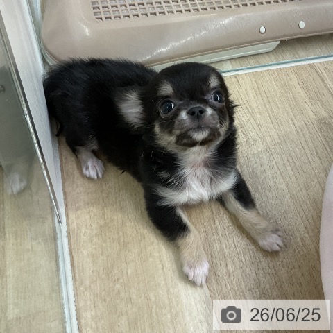愛知県のチワワ(ロング) (ペットプラス mozoワンダーシティ店/2026年4月14日生まれ/男の子/ブラックタン)の子犬の3枚目の画像