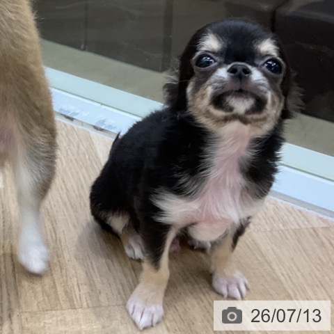愛知県のチワワ(ロング) (ペットプラス mozoワンダーシティ店/2026年4月14日生まれ/男の子/ブラックタン)の子犬の3枚目の画像
