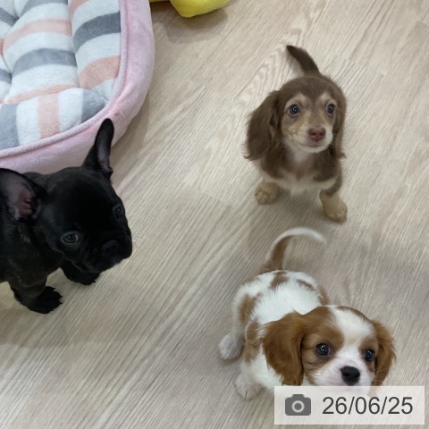 ミニチュア・ダックスフンドの写真