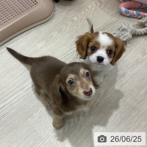 ミニチュア・ダックスフンドの写真