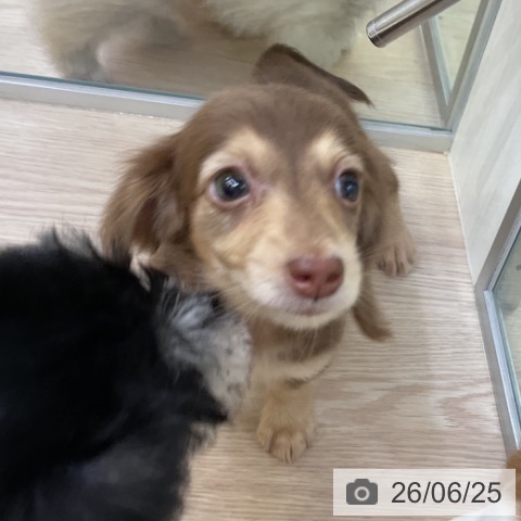 ミニチュア・ダックスフンドの写真