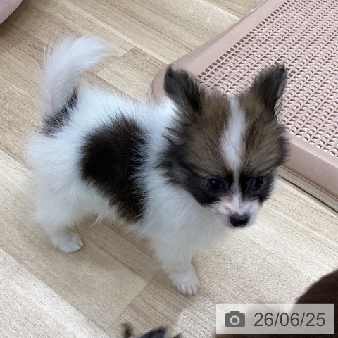 パピヨンの写真