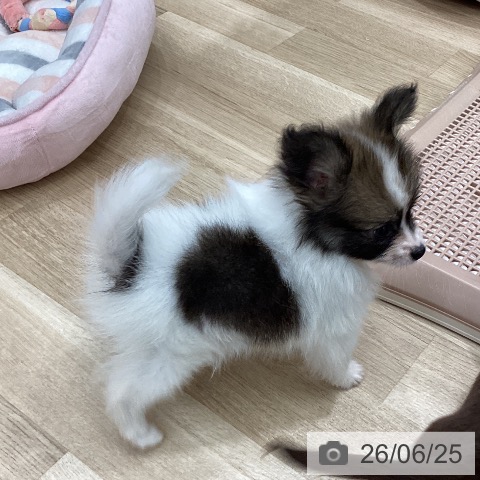 パピヨンの写真