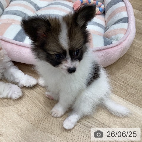 パピヨンの写真
