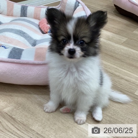 パピヨンの写真