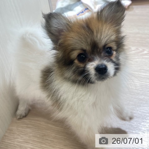 富山県のパピヨン (ペットプラス 高岡店/2026年4月24日生まれ/女の子/ホワイトブラウン)の子犬の4枚目の画像