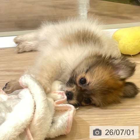 富山県のパピヨン (ペットプラス 高岡店/2026年4月24日生まれ/女の子/ホワイトブラウン)の子犬の3枚目の画像