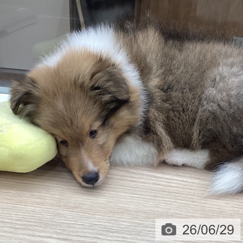 石川県のシェットランドシープドッグ (ペットプラス 白山店/2026年4月23日生まれ/男の子/セーブルホワイト)の子犬の3枚目の画像