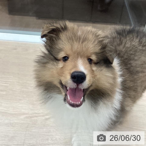 石川県のシェットランドシープドッグ (ペットプラス 白山店/2026年4月23日生まれ/男の子/セーブルホワイト)の子犬の3枚目の画像