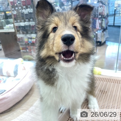 富山県のシェットランドシープドッグ (ペットプラス 高岡店/2026年4月24日生まれ/女の子/セーブルホワイト)の子犬の4枚目の画像