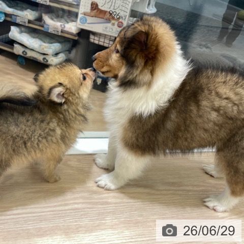 富山県のシェットランドシープドッグ (ペットプラス 高岡店/2026年4月24日生まれ/女の子/セーブルホワイト)の子犬の3枚目の画像