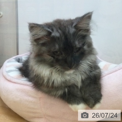 ミヌエットの写真