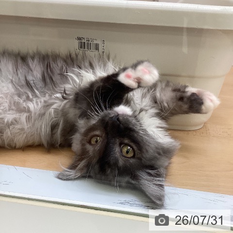 ミヌエットの写真