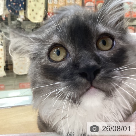 ミヌエットの写真