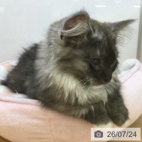 福岡県のミヌエット (ペットプラス 黒崎店/2026年4月21日生まれ/男の子/シルバータビーホワイト)の子猫の3枚目の画像