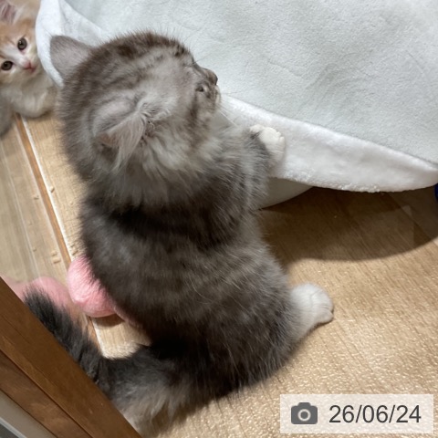 ミヌエットの写真